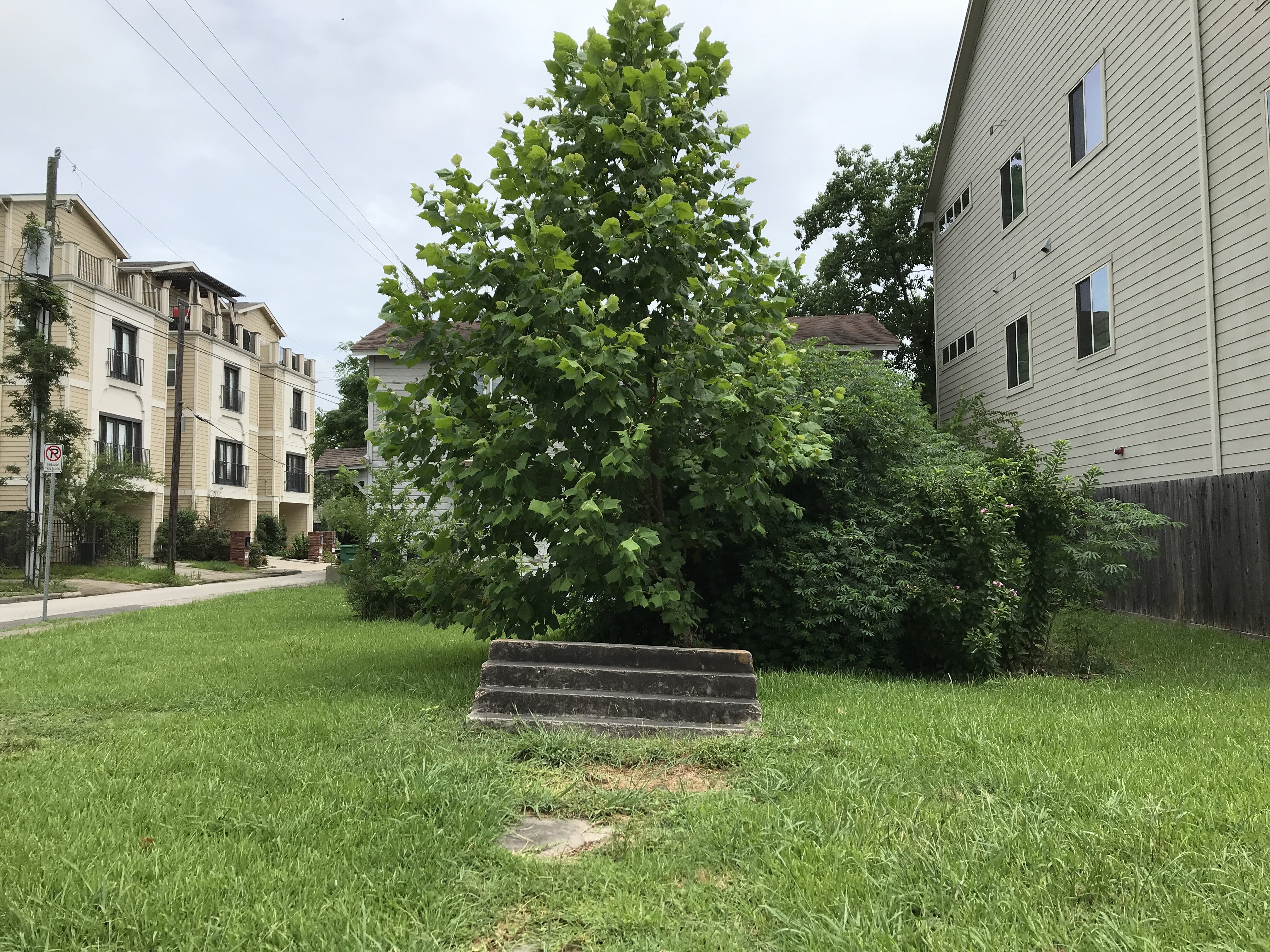 Freedmen's Town - a tree in front of a solitary doorstep